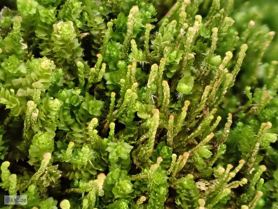 Neoorthocaulis attenuatus